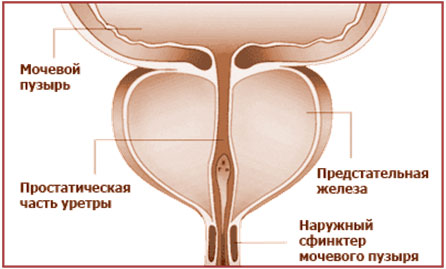 Предстательная железа - схема